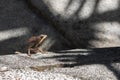 brown basilisks looking up from a sideway of a road