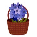 brown basket with hyacinth hand-painted in a beautiful style on a white background.