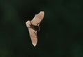 a brown bat flies across the night sky as it prepares to take flight Royalty Free Stock Photo