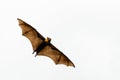 Brown Bat flying for somewhere Royalty Free Stock Photo