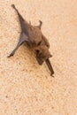 The brown bat hang on the wall Royalty Free Stock Photo