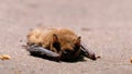 Brown Cute Bat Lying on the Ground. Summer day. Weakened bat.