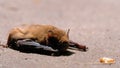 Brown cute bat lying on the ground. Summer day. weakened bat.