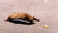 Brown Cute Bat Lying on the Ground. Summer day. Weakened bat.
