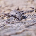 Brown batle on dry soil Royalty Free Stock Photo