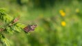 A Brown Battered Little Butterfly On A Branch Of A Prickly Spruce In Summer