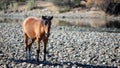Brown bay colt wild horse on the gravel rock bank of the Salt River near Mesa Arizona USA Royalty Free Stock Photo
