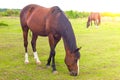 Brown, bay horse grazing in the summer on pasture, on meadow in the sun, eating grass Royalty Free Stock Photo