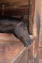 Brown bay horse view out the stable in a barn Royalty Free Stock Photo