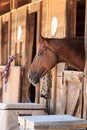 Brown bay horse view out the stable in a barn Royalty Free Stock Photo