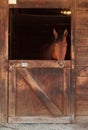 Brown bay horse view out the stable in a barn Royalty Free Stock Photo