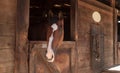 Brown bay horse view out the stable in a barn Royalty Free Stock Photo