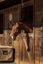 Brown bay horse view out the stable in a barn Royalty Free Stock Photo