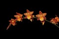 Brown Beallara Orchid