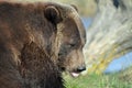 Brown Bear Royalty Free Stock Photo