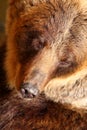 Brown Bear