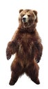Brown bear Royalty Free Stock Photo