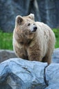 Brown Bear