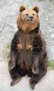 Brown bear Royalty Free Stock Photo