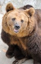 Brown bear Royalty Free Stock Photo