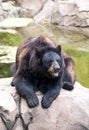 A brown bear Royalty Free Stock Photo