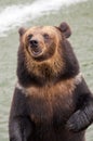 Brown bear Royalty Free Stock Photo