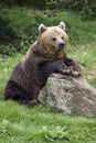 Brown bear