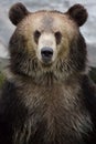 A brown bear Royalty Free Stock Photo