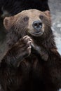 A brown bear Royalty Free Stock Photo