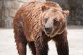 Brown Bear Royalty Free Stock Photo