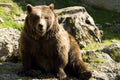 Brown Bear Royalty Free Stock Photo