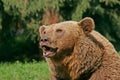 Brown bear Royalty Free Stock Photo