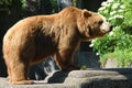 Brown bear