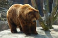 Brown bear