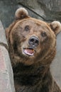 Brown Bear