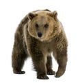 Brown Bear, 8 years old, walking Royalty Free Stock Photo