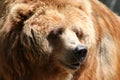 Brown bear Royalty Free Stock Photo