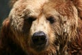Brown Bear Royalty Free Stock Photo