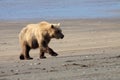 Brown Bear in Alaska Royalty Free Stock Photo