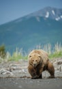Brown bear of Alaska Royalty Free Stock Photo