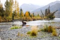 Brown Bear Alaska mountains Royalty Free Stock Photo