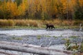 Brown Bear Alaska mountains Royalty Free Stock Photo