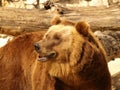 Kodiak brown bear closeup