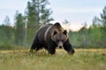 Brown bear approaching in the bog Royalty Free Stock Photo