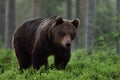Brown bear approaching in forest Royalty Free Stock Photo