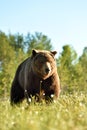 Brown bear approaching at daylight, forest in the background Royalty Free Stock Photo