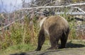 Brown Bear in Autumn in Alaska Royalty Free Stock Photo