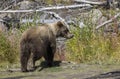 Brown Bear in Autumn in Alaska Royalty Free Stock Photo