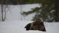 Brown bear awoke from hibernation, eats the moose`s corpse. Brown bear in the winter forest at night. Scientific name: Ursus