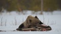 Brown bear awoke from hibernation, eats the moose`s corpse. Brown bear in the winter forest at night. Scientific name: Ursus